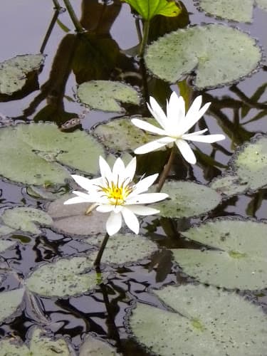 La Vie Acupuncture Clinic clinic