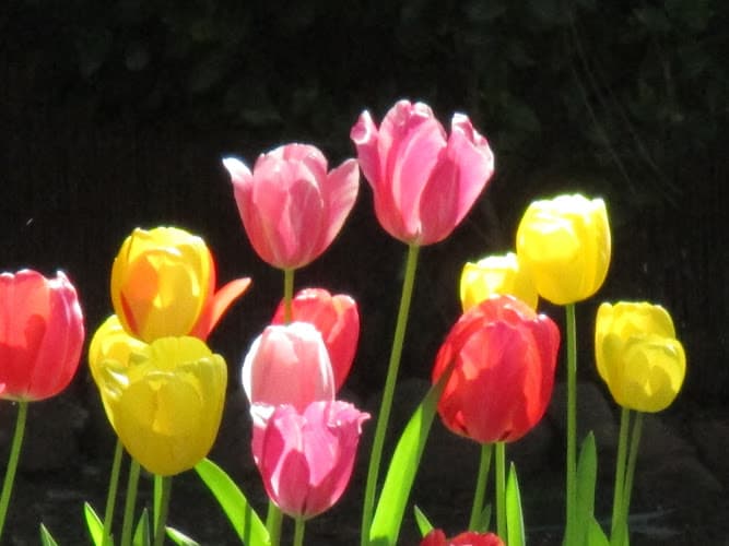 Carrie Ann Smith, L.Ac. clinic