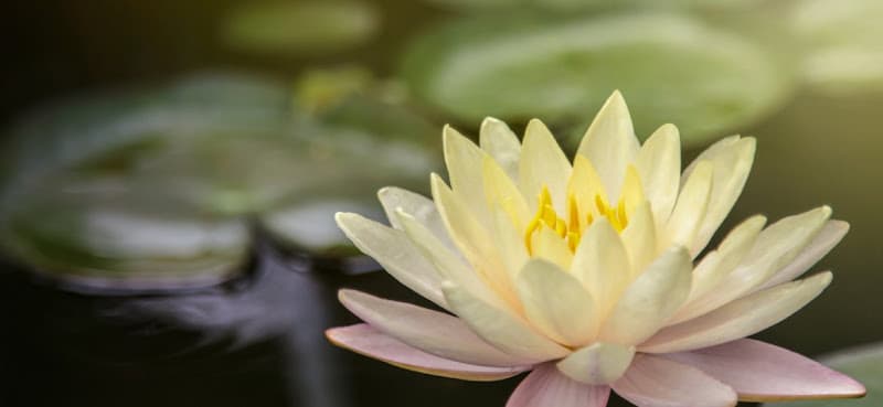 Ivy Health Xia's Acupuncture clinic