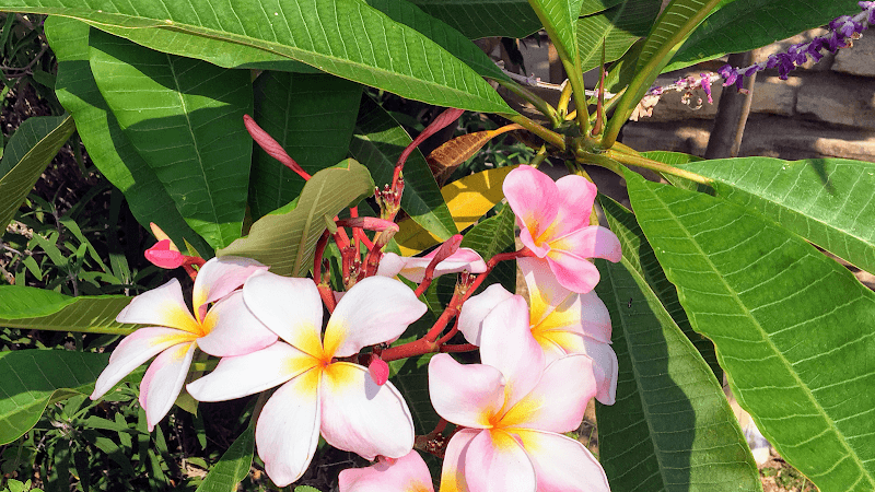 Acupuncture- Inna Loktenko, L.Ac. clinic