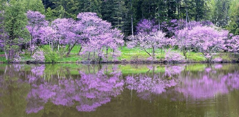 Lisa Meyerson Acupuncture, L.Ac. clinic