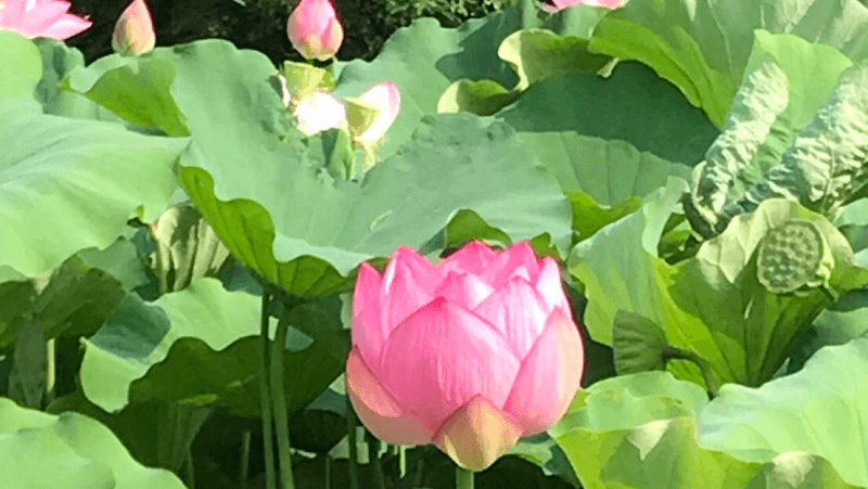 Holistic Acupuncture of Oak Park clinic