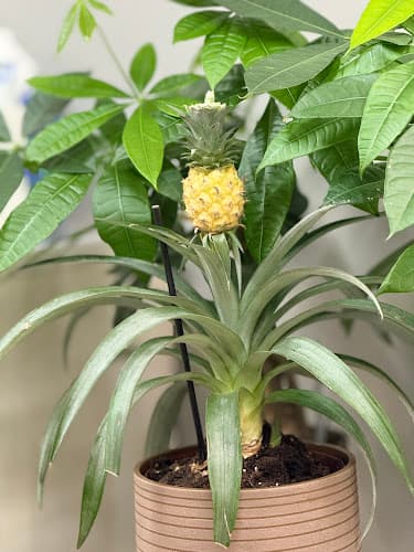 BeAti Bethesda Acupuncture clinic