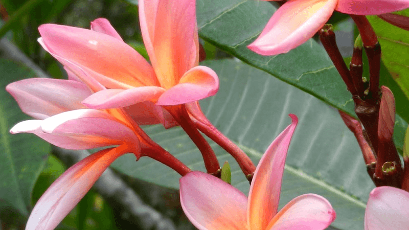 Yana Acupuncture clinic