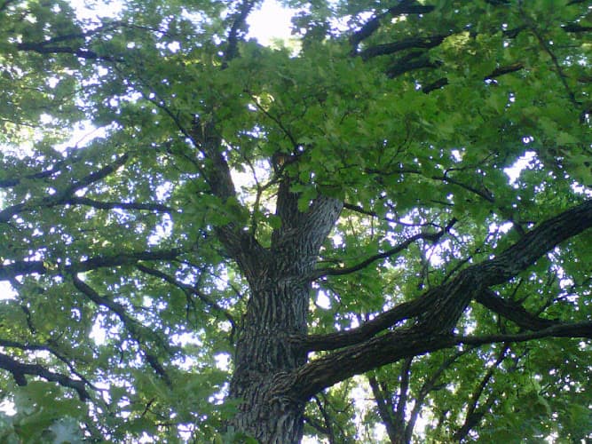 Harvest Seed Acupuncture clinic