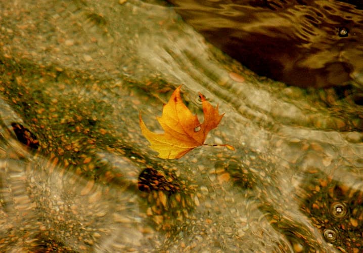 Swimming Dragon Acupuncture & Wellness clinic