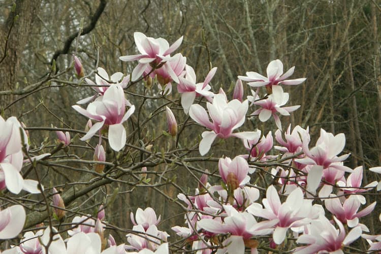 Bowman Louise M clinic