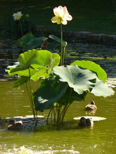 Acupuncture & Herbal Answers clinic