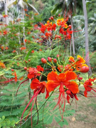 Acupuncture 4 Health clinic