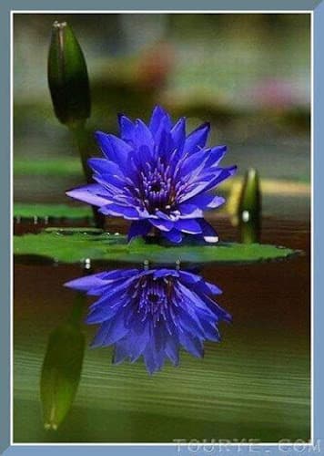 Dr. Chang Sandalwood Acupuncture clinic