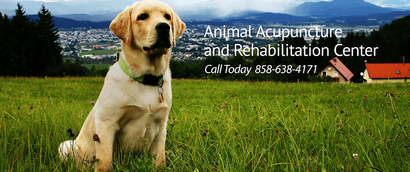Animal Acupuncture and Rehabilitation Center clinic