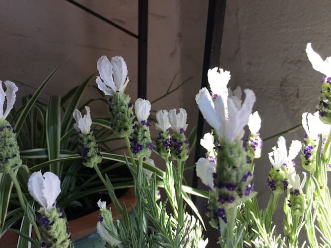 Abundance Acupuncture Healing Clinic, Inc clinic