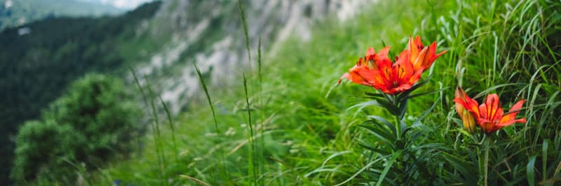 Han's Chiropractic and Acupuncture Elgin clinic