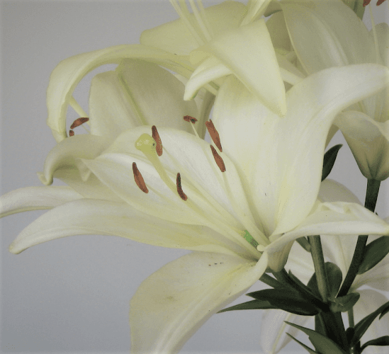 Grace Acupuncture Clinic of Apple Valley, Minnesota clinic