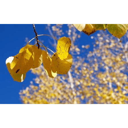 Aspen Acupuncture and Integrative Health clinic